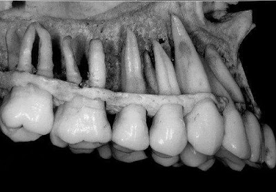 Cirujano Dentista Rolando Abae Garza Cantu